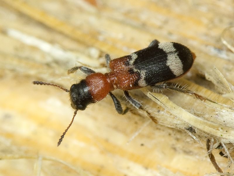 Thanasimus formicarius (Linnaeus, 1758)